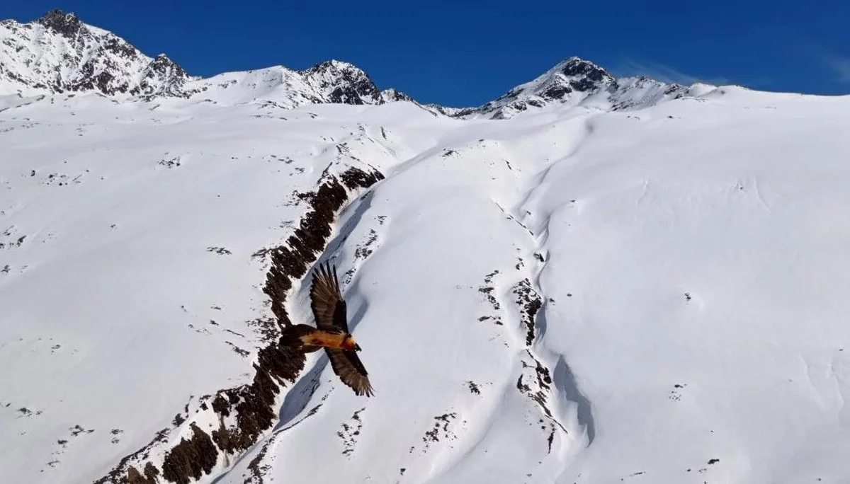 © Thomas Schmidmeier