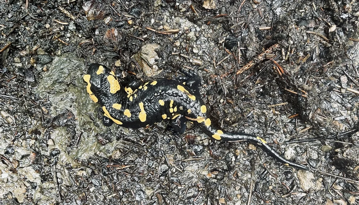 Maltatal 2024 | © Wolfgang Thurmer