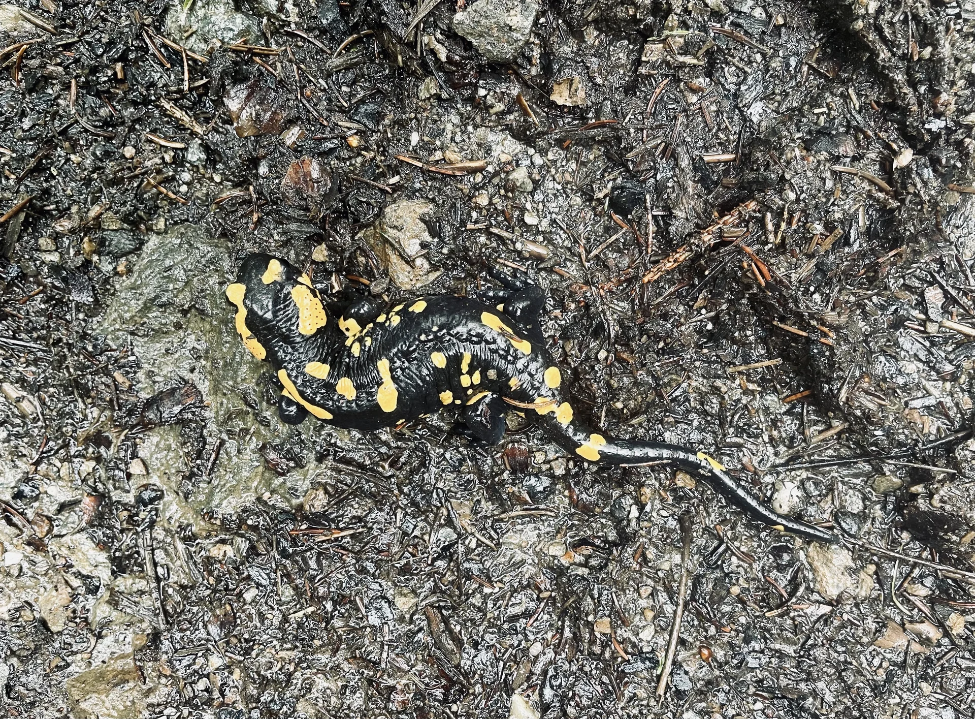 Maltatal 2024 | © Wolfgang Thurmer