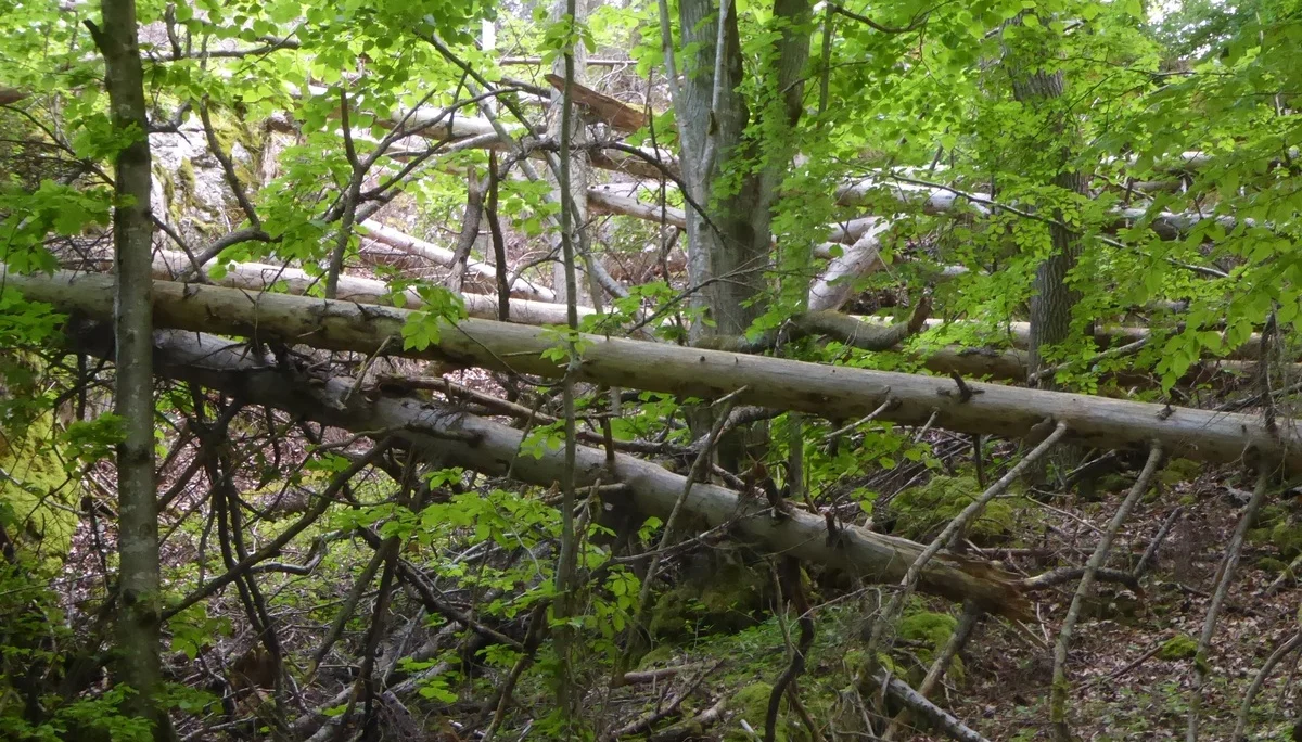 © Werner & Inge Fessel