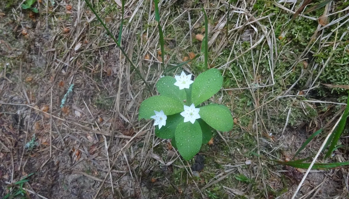 © Werner & Inge Fessel