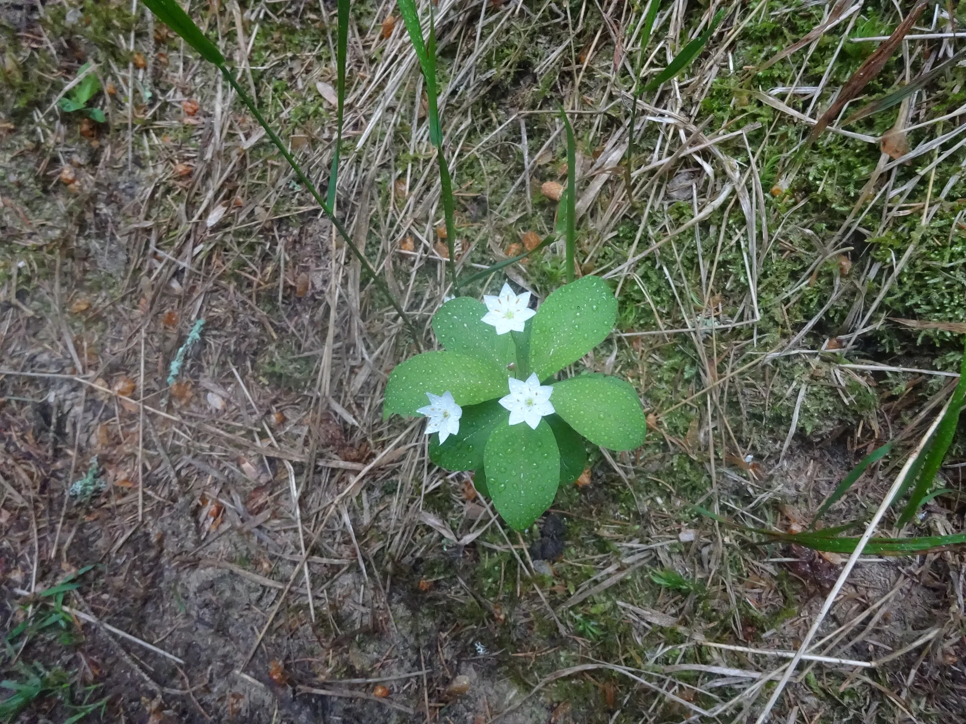 © Werner & Inge Fessel