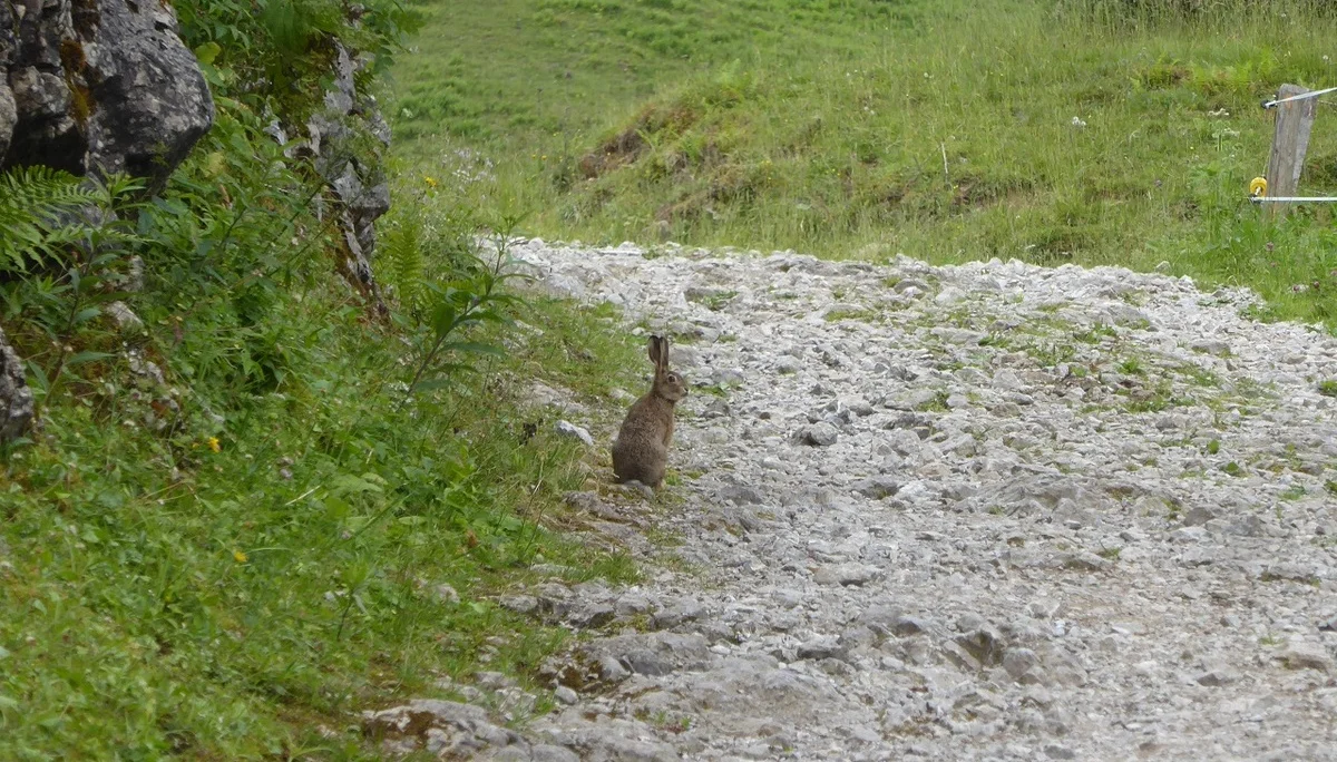 © Werner & Inge Fessel