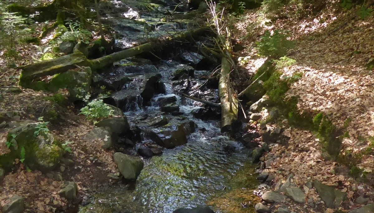 © Werner & Inge Fessel