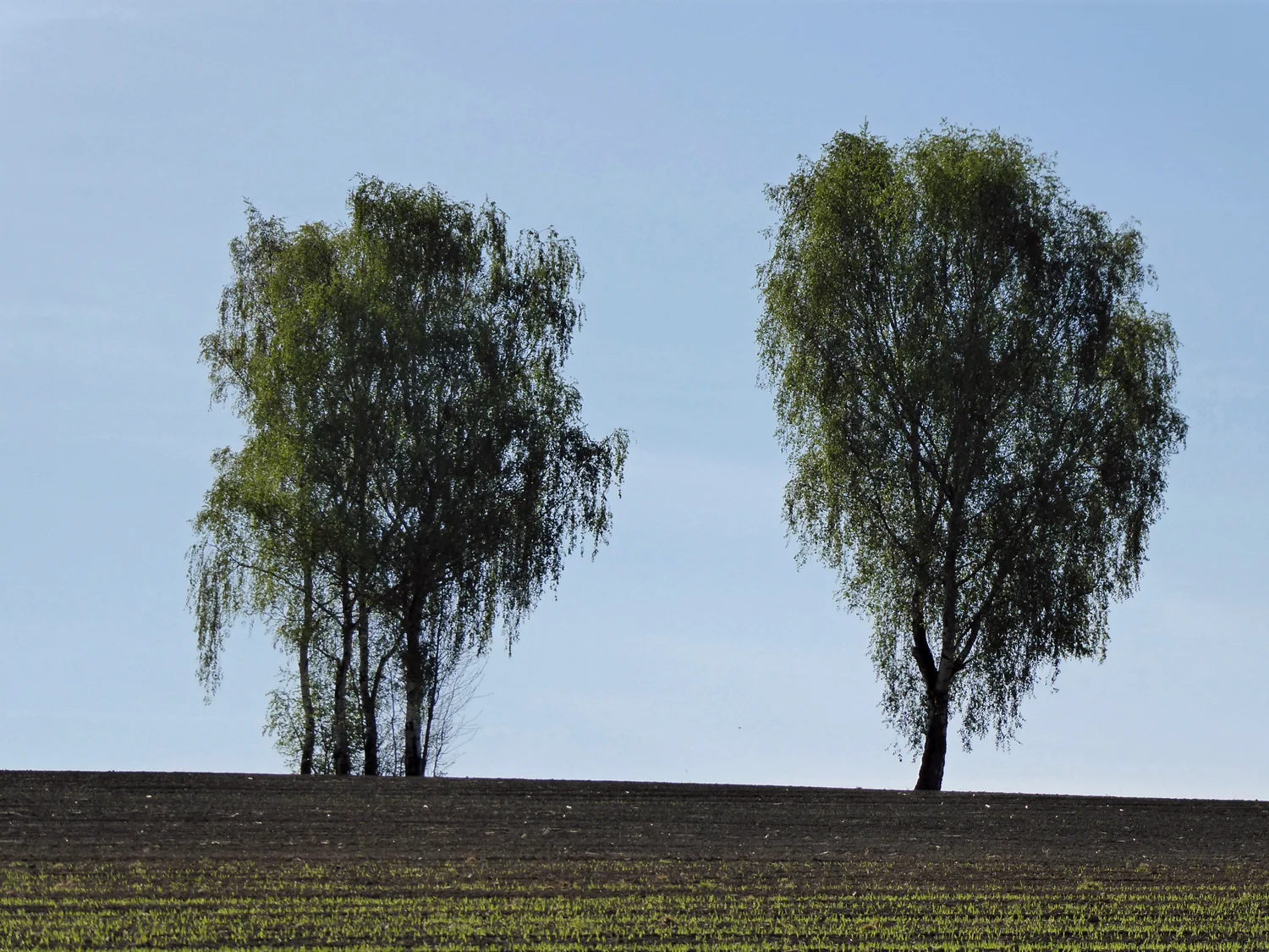 © inge Fessel