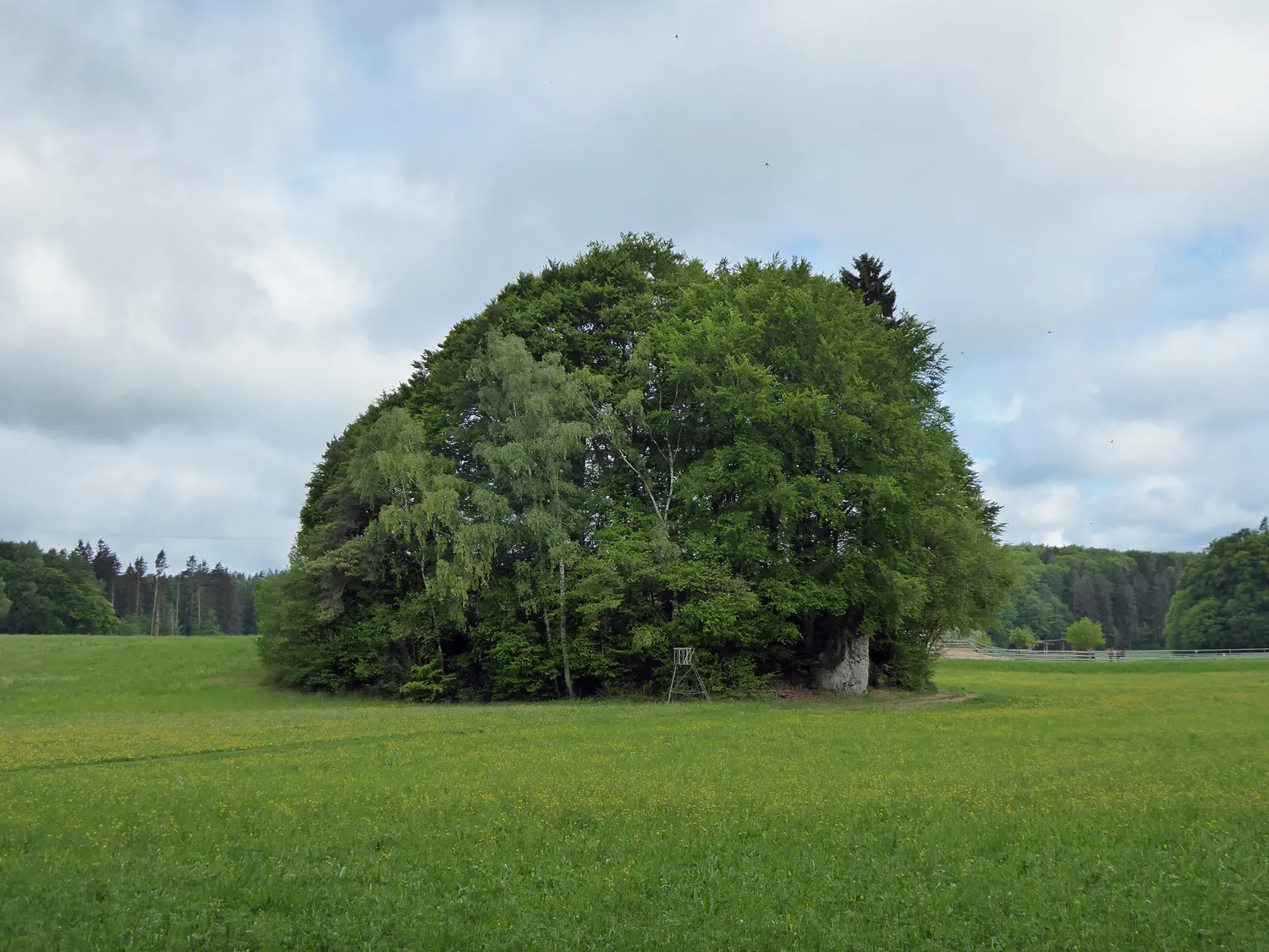 © Inge Fessel