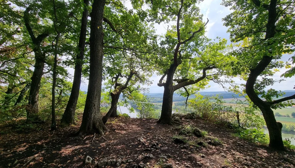 Blume1 | © Reinhardt Neft