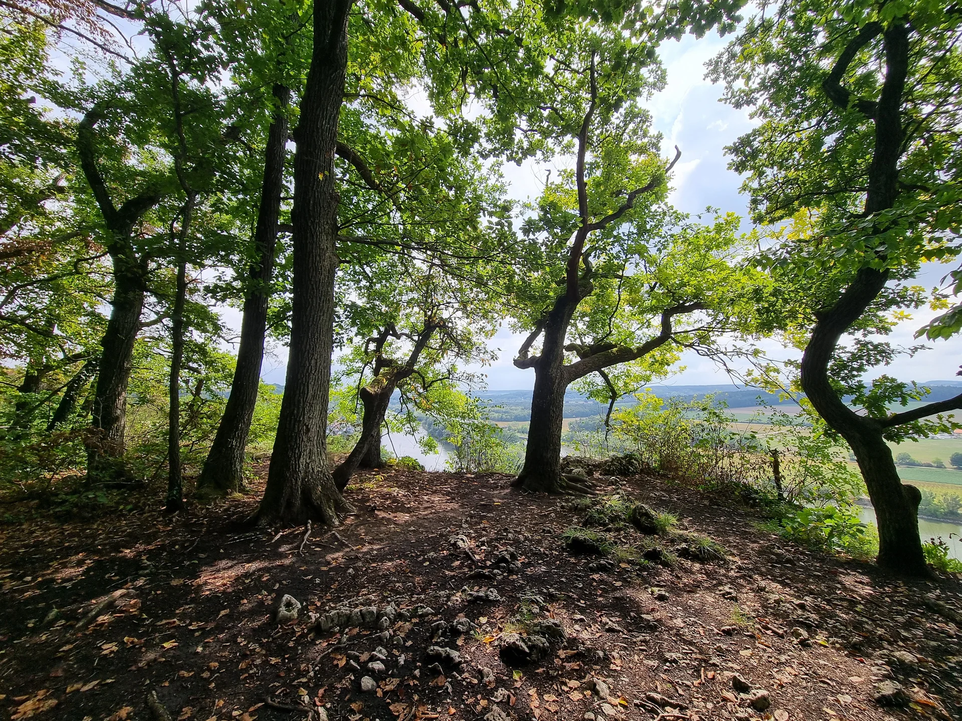 Blume1 | © Reinhardt Neft