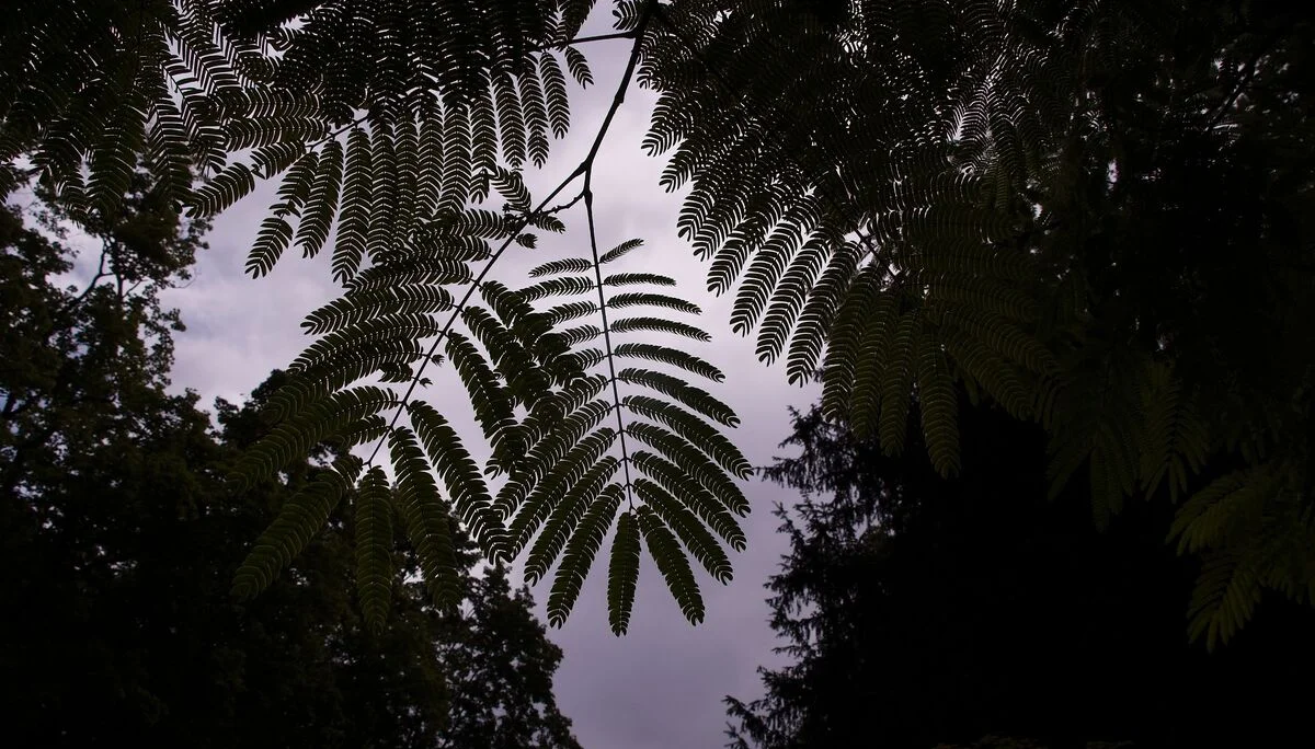 Basalt | © Reinhardt Neft