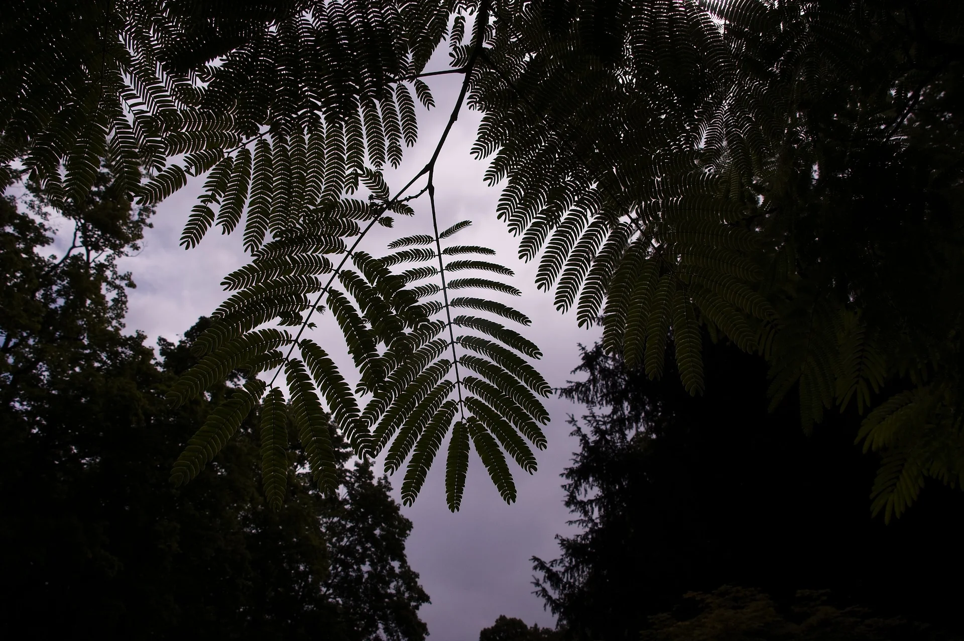 Basalt | © Reinhardt Neft