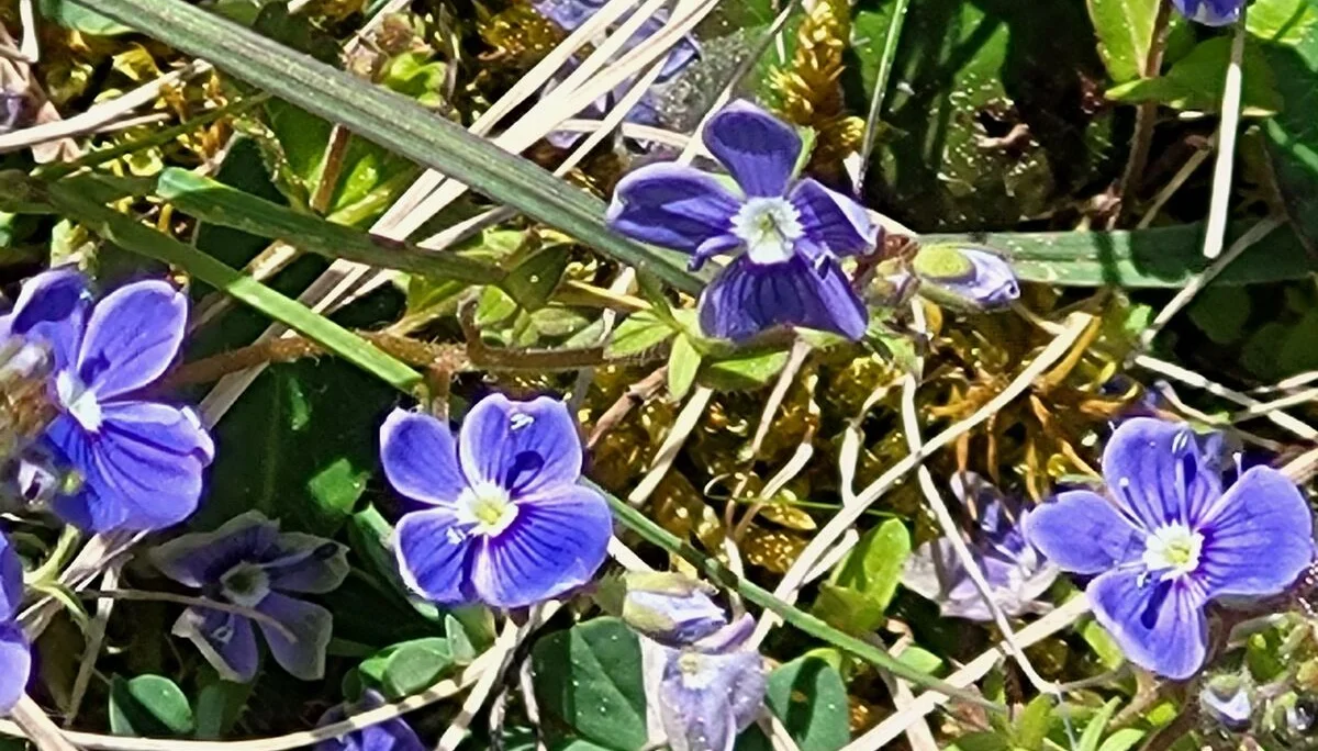 Ehrenpreis | © Reinhardt Neft