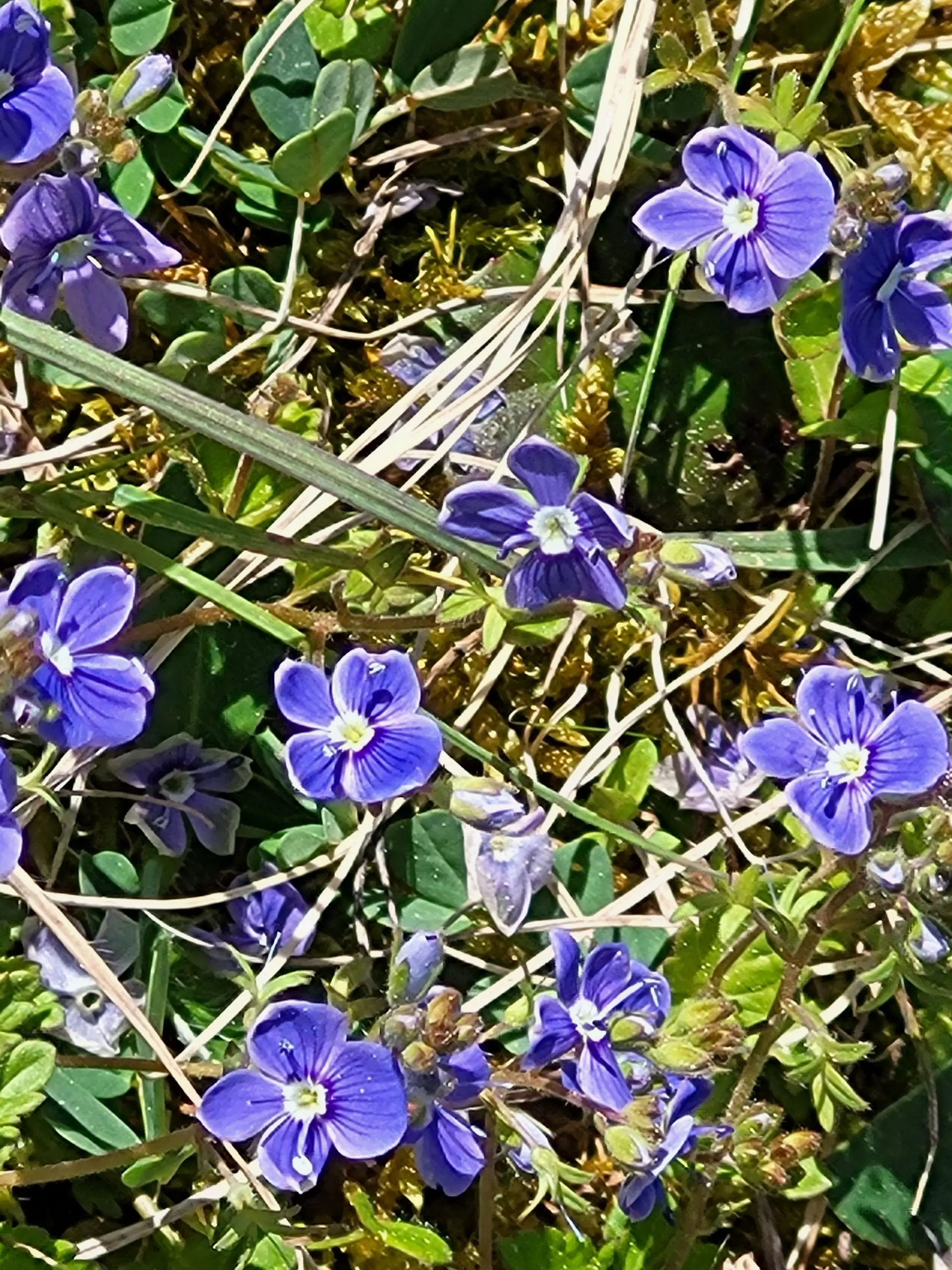 Ehrenpreis | © Reinhardt Neft