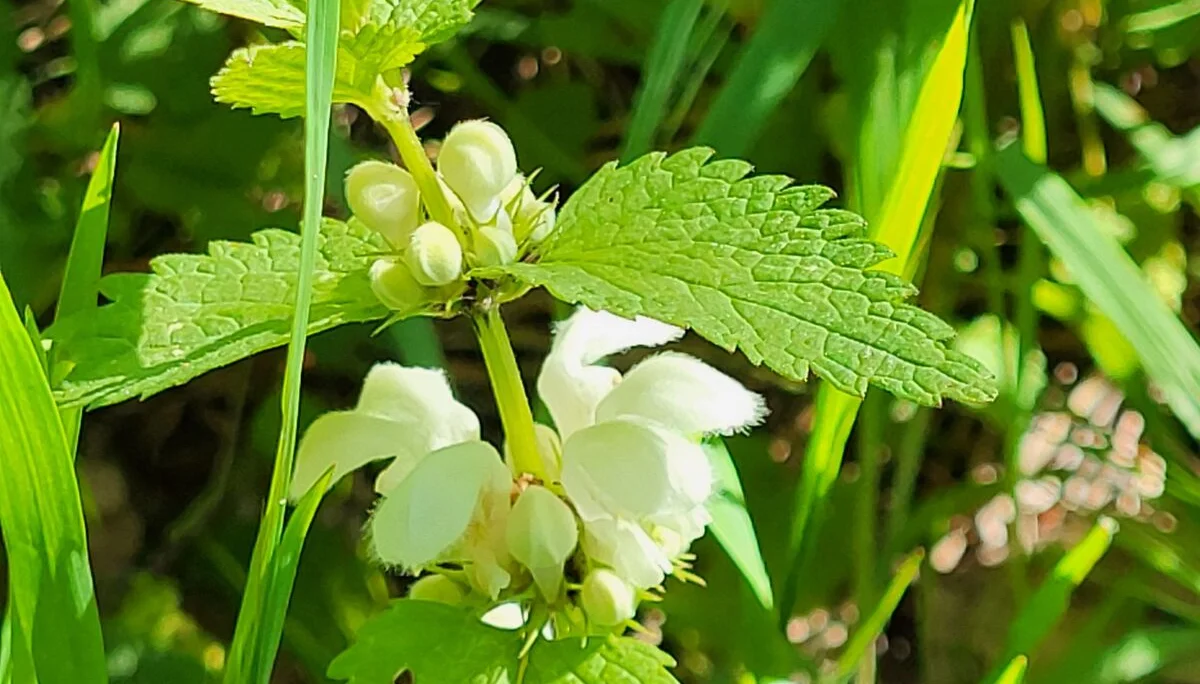 Taubnessel | © Reinhardt Neft