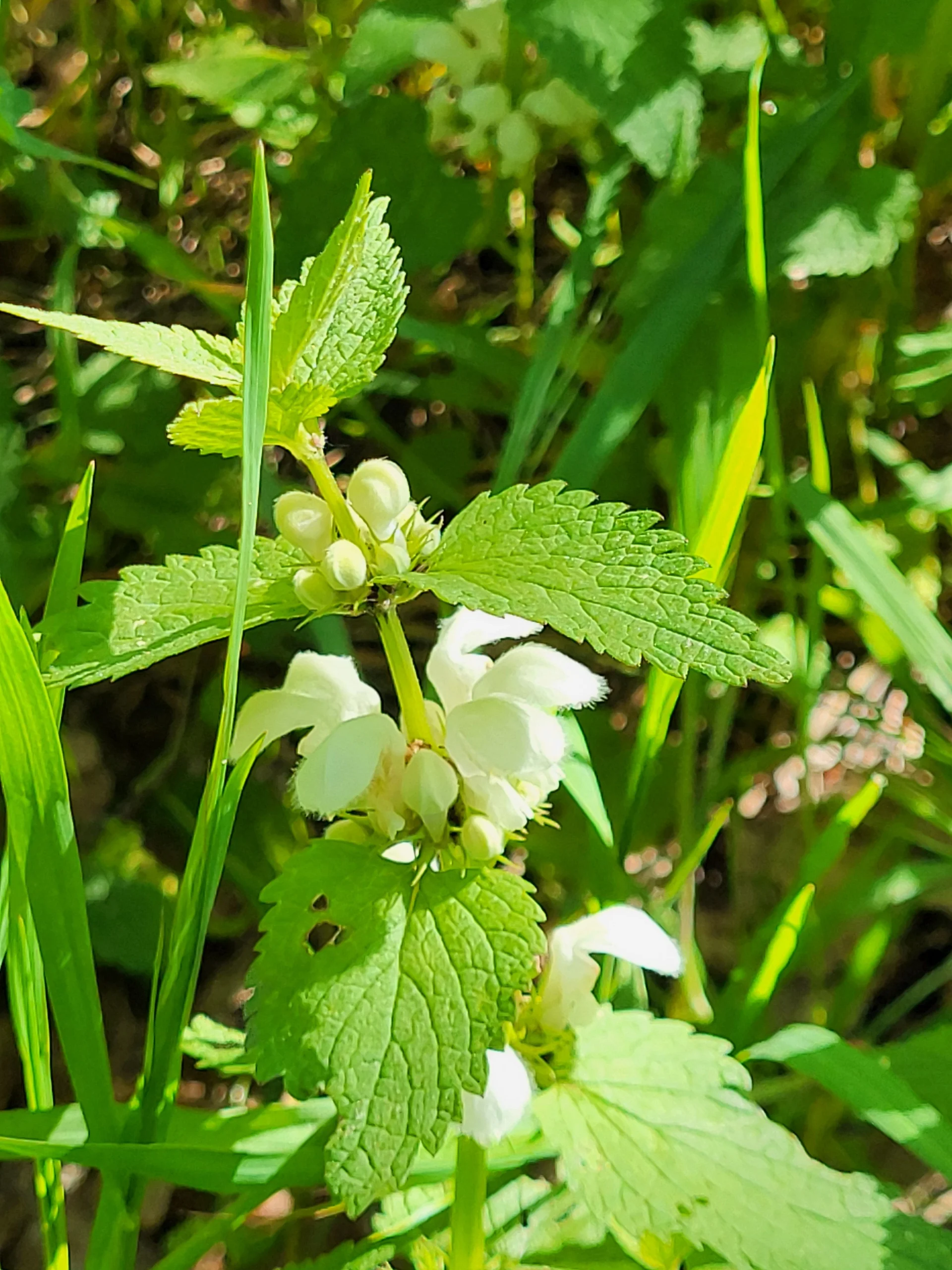 Taubnessel | © Reinhardt Neft