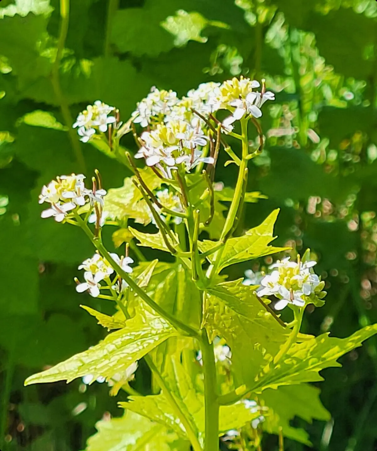 Blume | © Reinhardt Neft