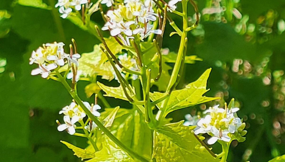 Blume | © Reinhardt Neft