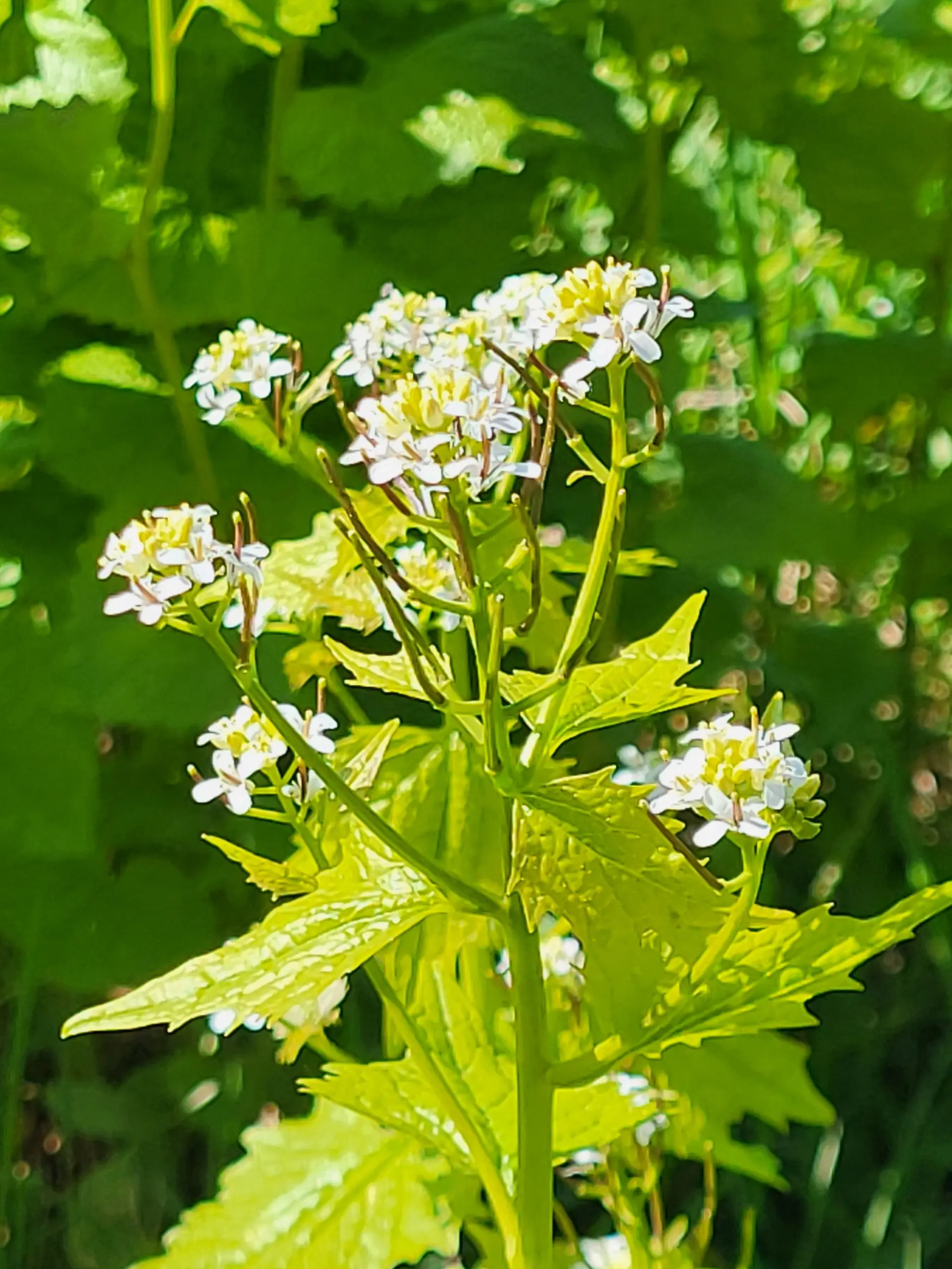 Blume | © Reinhardt Neft