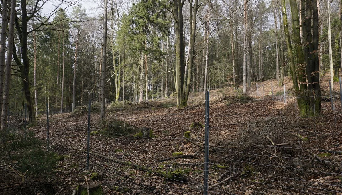 2024Pflanzfläche | © Reinhardt Neft