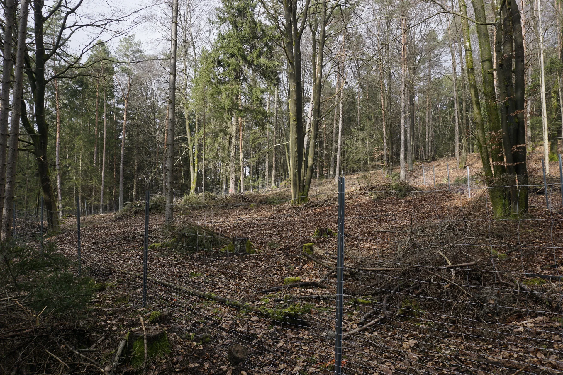 2024Pflanzfläche | © Reinhardt Neft