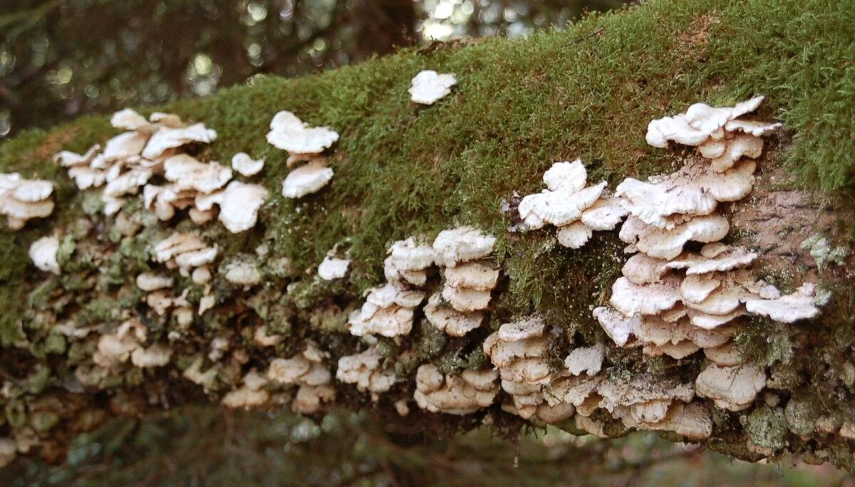 Baumpilz | © Reinhardt Neft