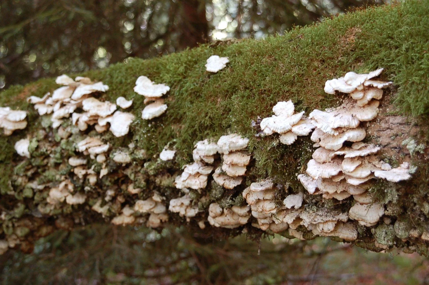 Baumpilz | © Reinhardt Neft