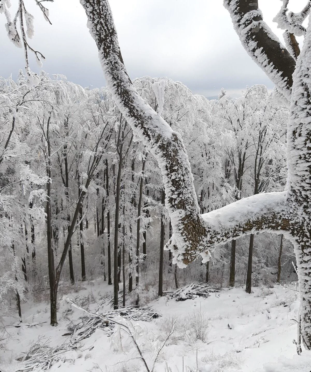 Winterwald1 | © Reinhardt Neft