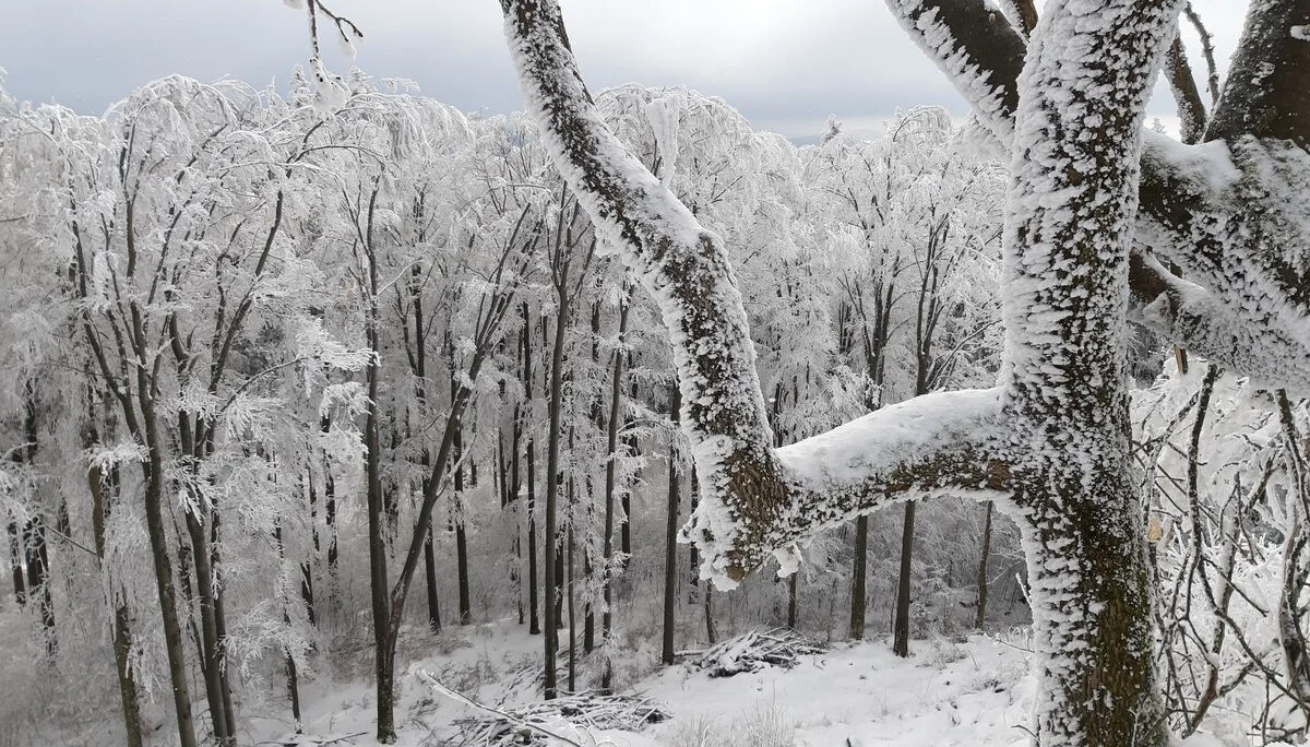 Winterwald1 | © Reinhardt Neft
