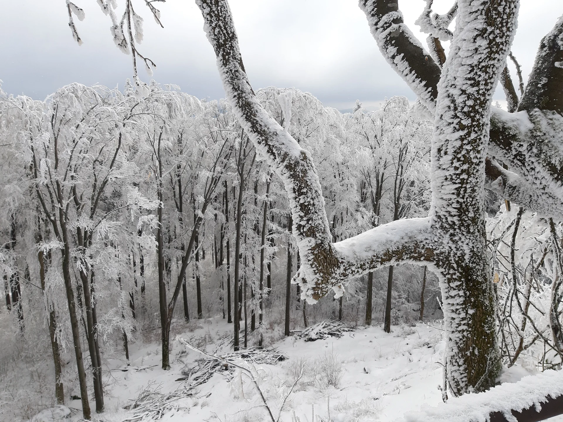Winterwald1 | © Reinhardt Neft