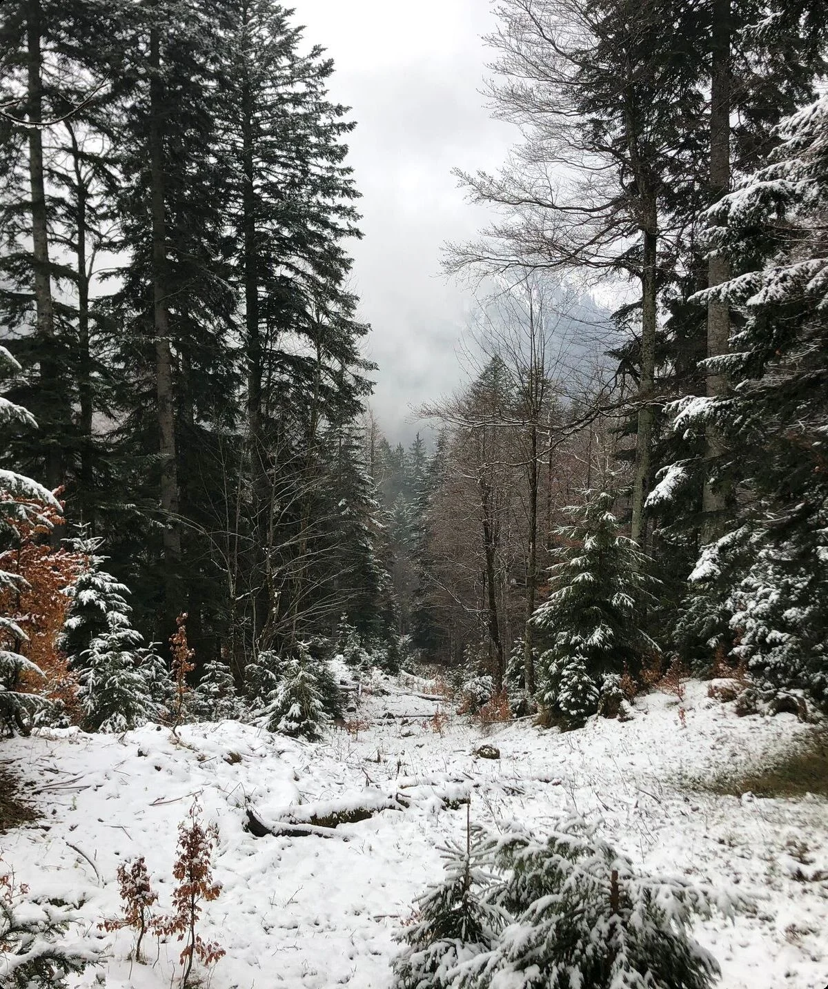 Winterwald2 | © Reinhardt Neft