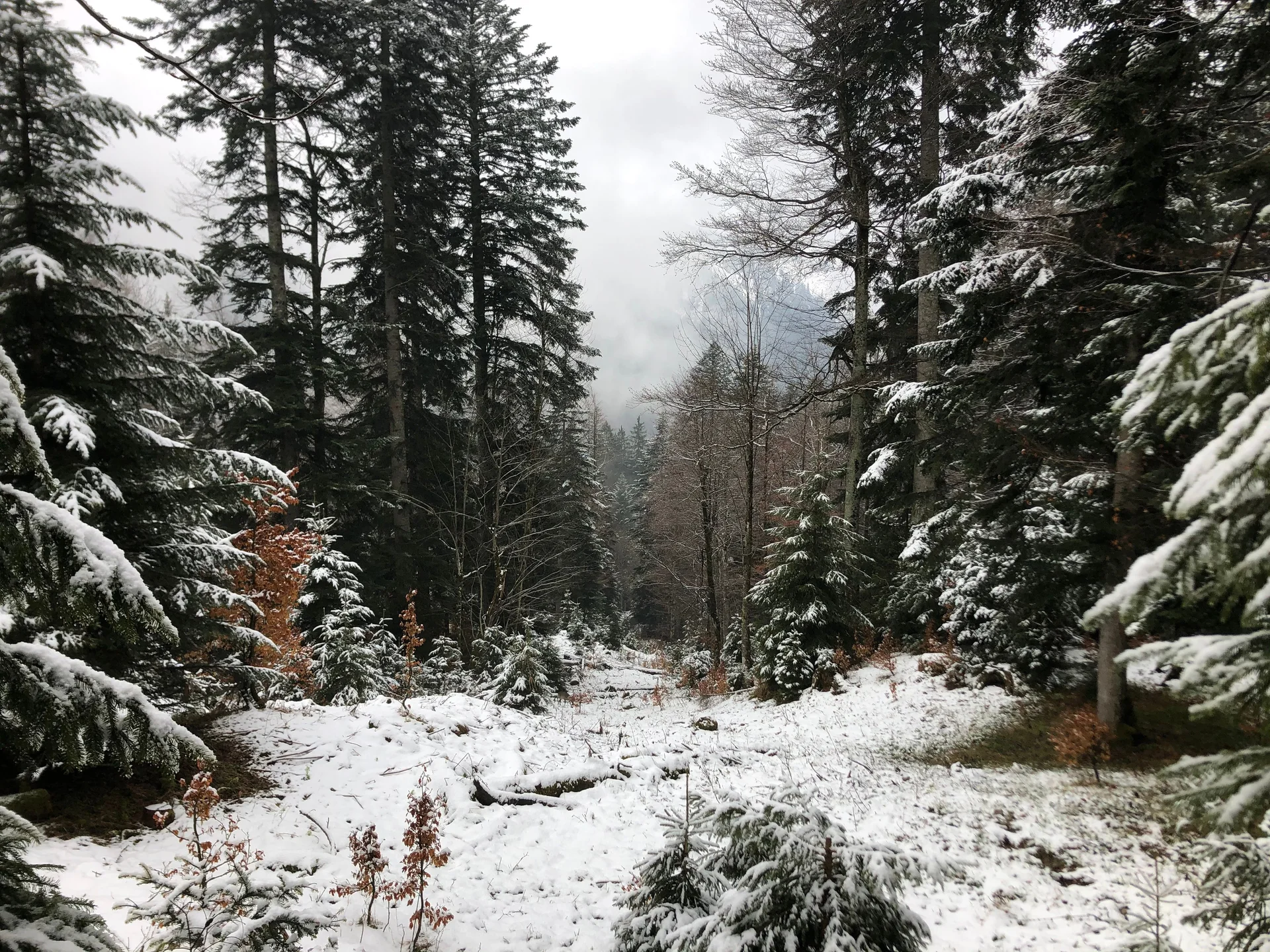 Winterwald2 | © Reinhardt Neft