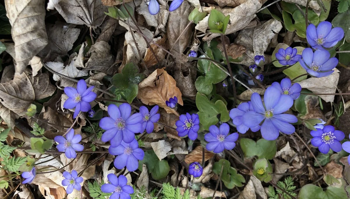 Leberblümchen | © Reinhardt Neft