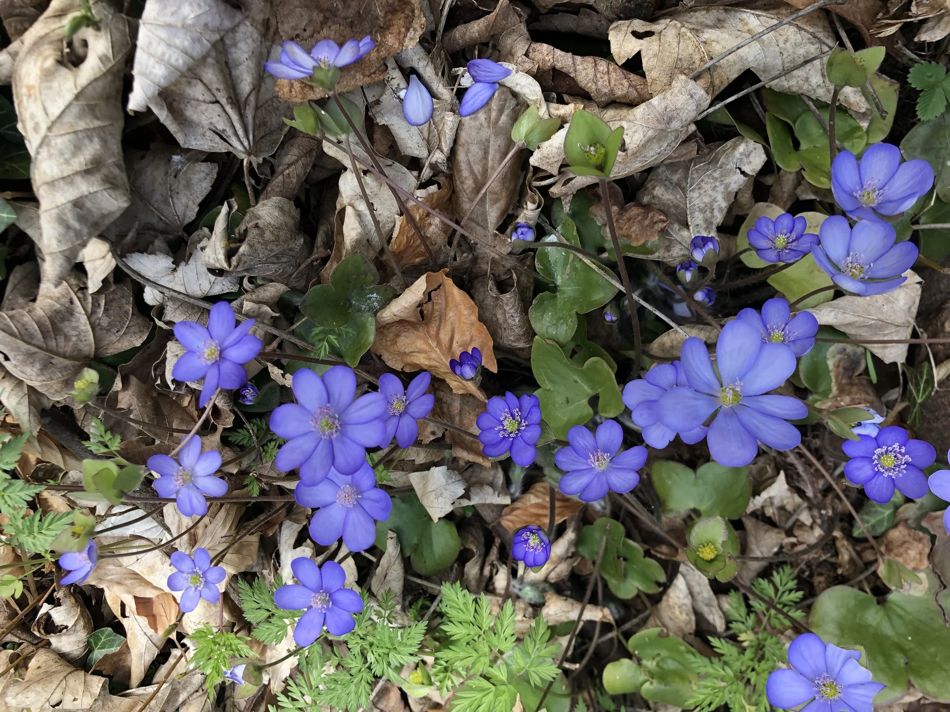 Leberblümchen | © Reinhardt Neft