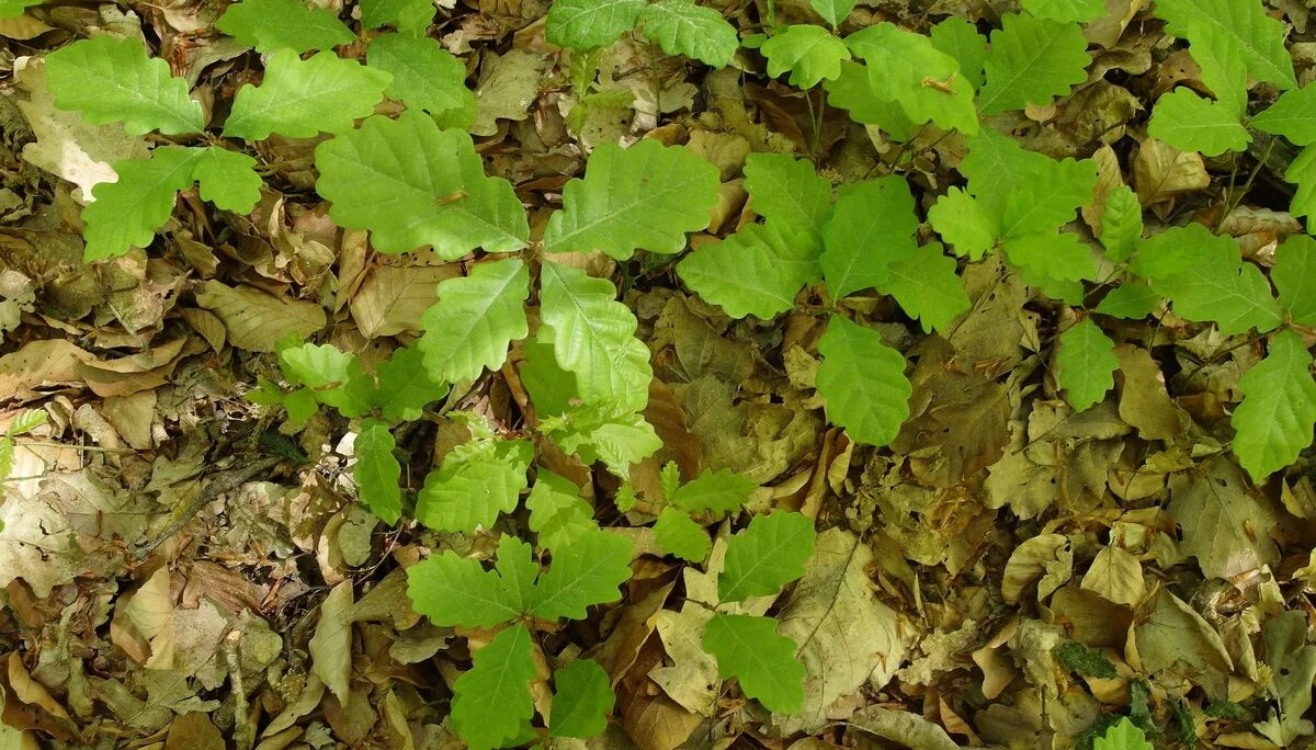 Eichenverjüngung | © Reinhardt Neft