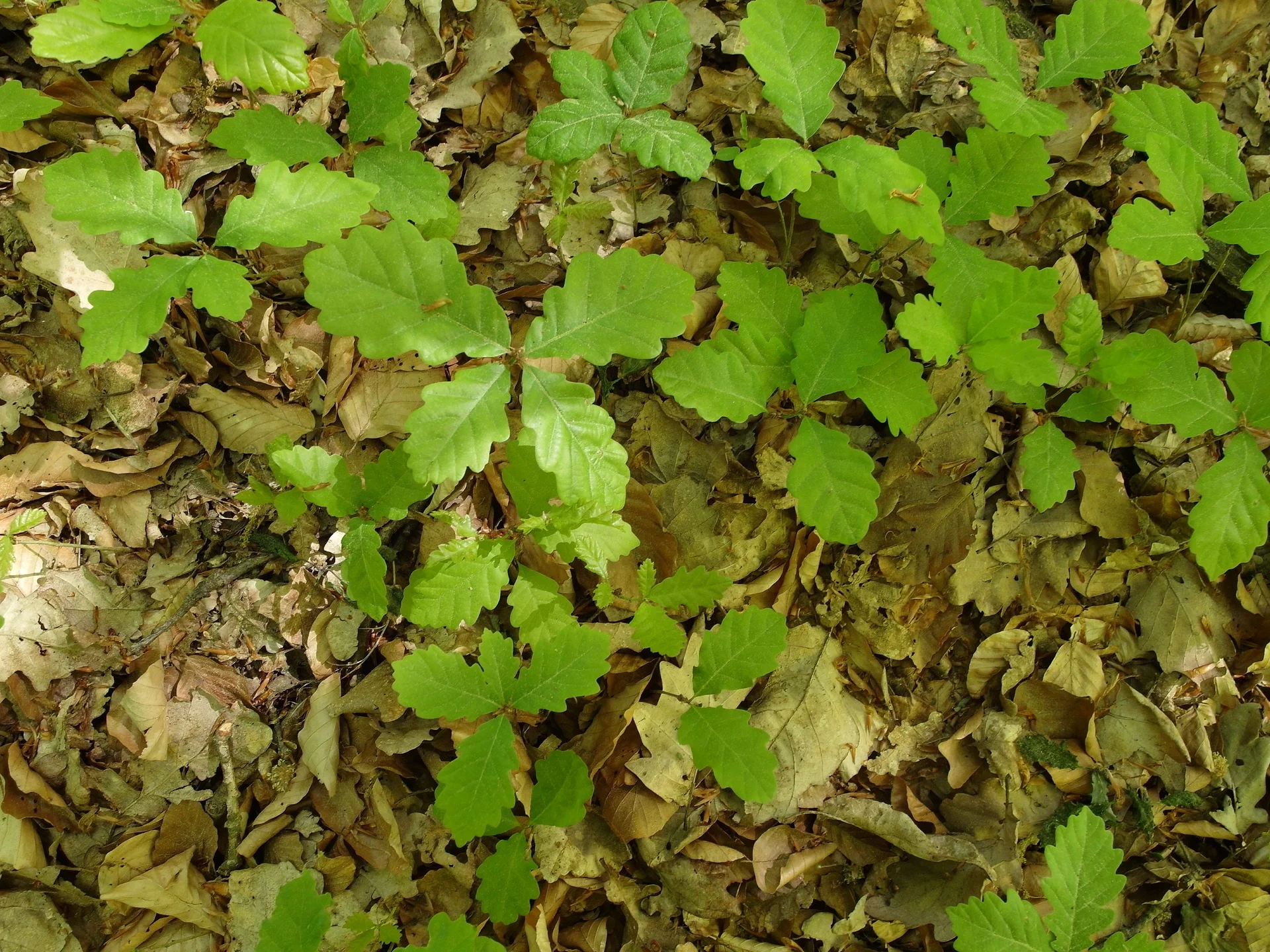 Eichenverjüngung | © Reinhardt Neft