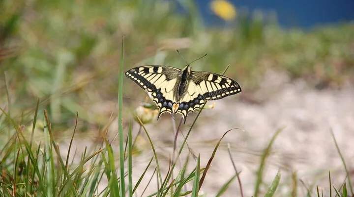 Schwalbenschwanz | © Reinhardt Neft
