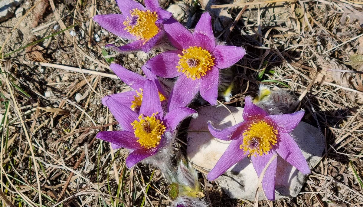 1 | © Reinhardt Neft