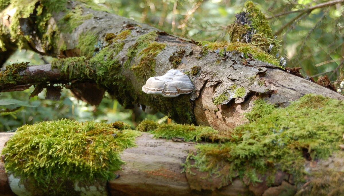 1 | © Reinhardt Neft