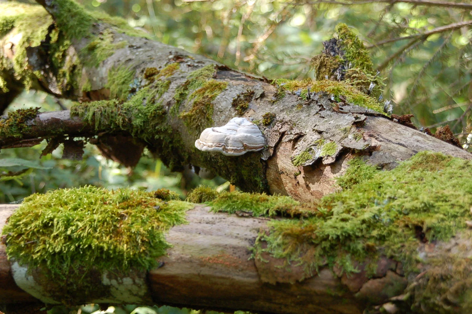 1 | © Reinhardt Neft