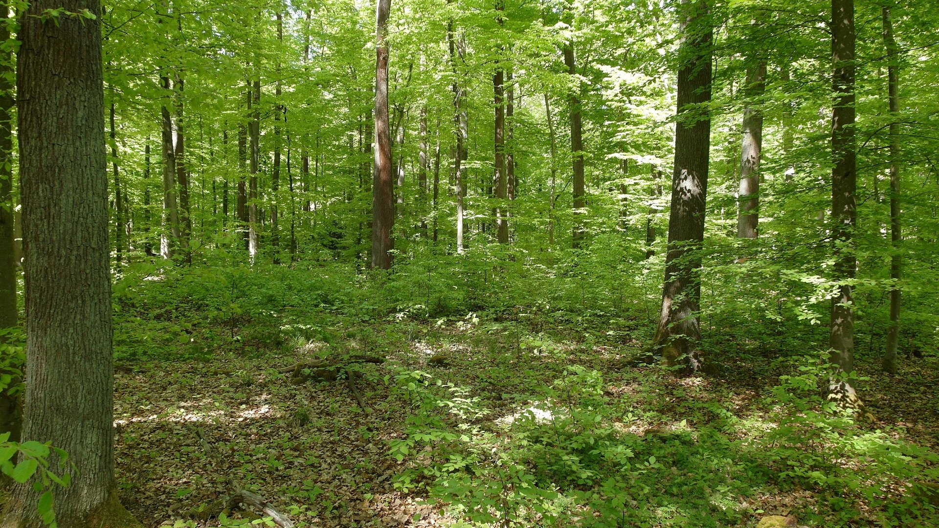 Zukunftswald | © Reinhardt Neft 1 | © Reinhardt Neft