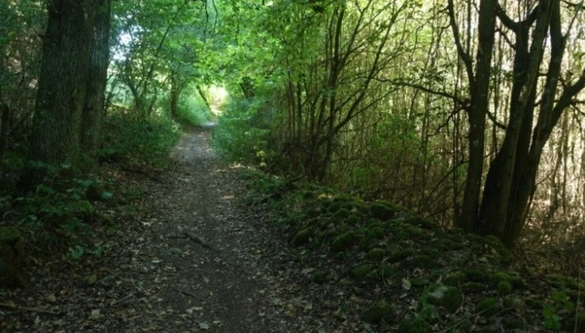 Katzenpfotenweg | © Toni Putz