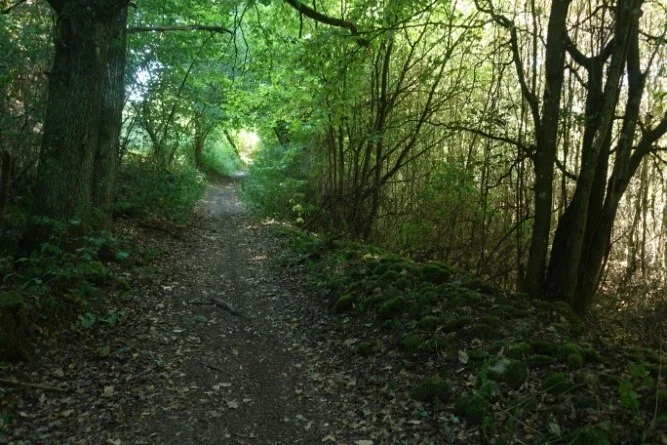 Katzenpfotenweg | © Toni Putz