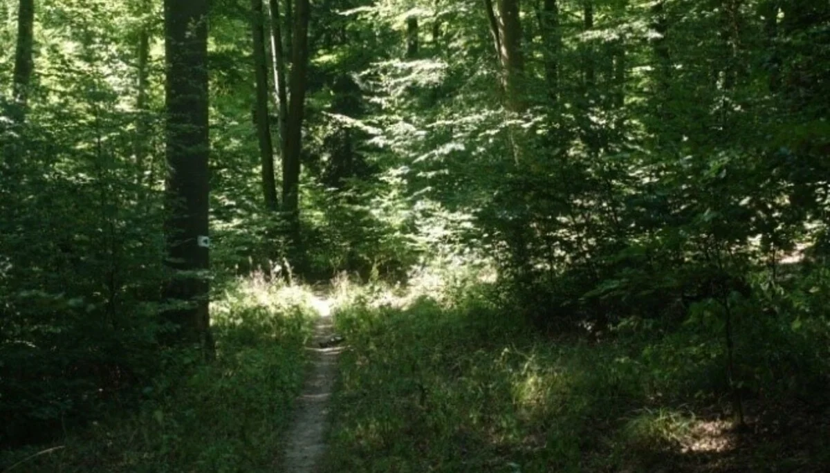 Trails im Wald | © Toni Putz