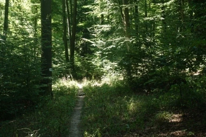 Trails im Wald | © Toni Putz