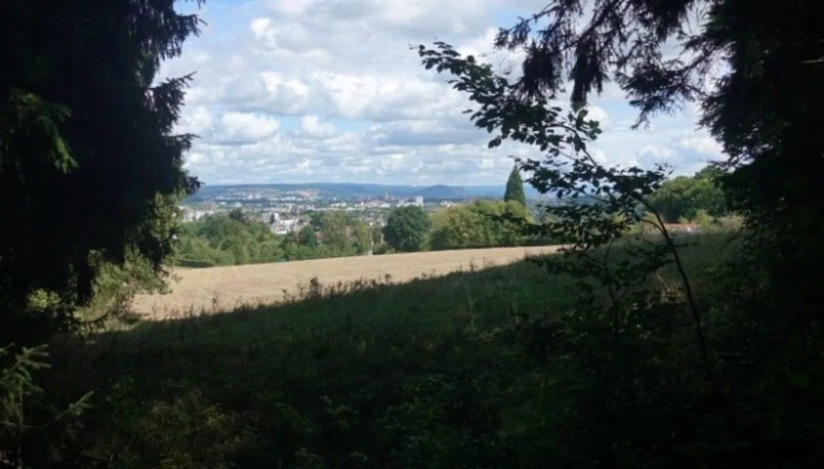 Blick auf Regensburg vom Waldrand | © Toni Putz