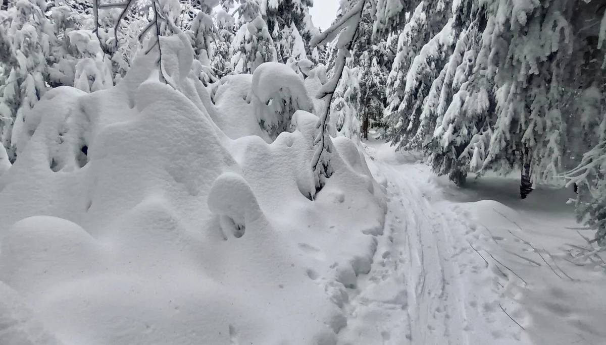 Tief verschneit abseit der Pröllerpisten | © Franz-Xaver Six / DAV Straubing