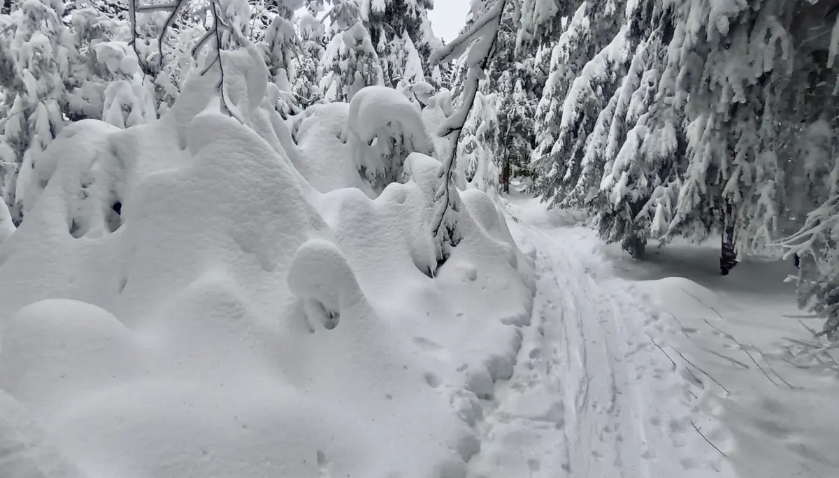 Tief verschneit abseit der Pröllerpisten | © Franz-Xaver Six / DAV Straubing