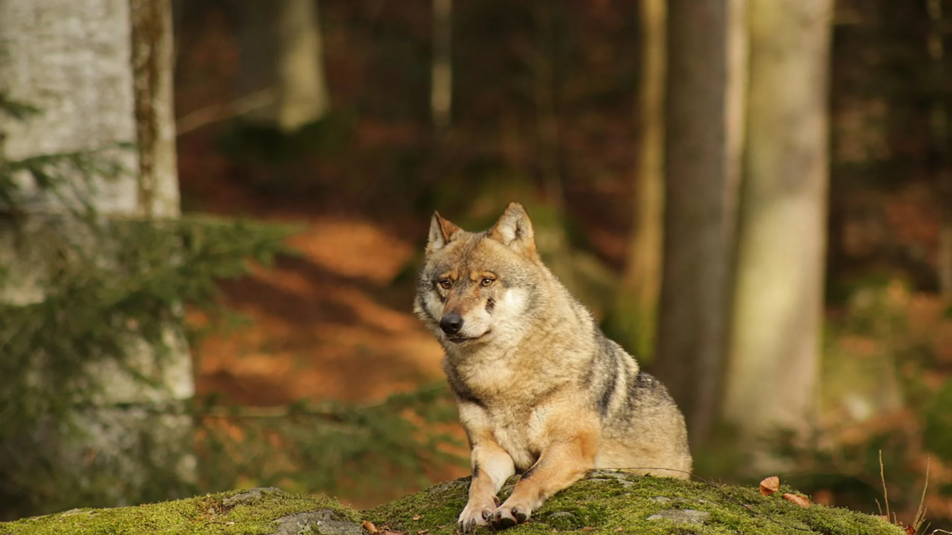 © cc / Gerlinde Zierer