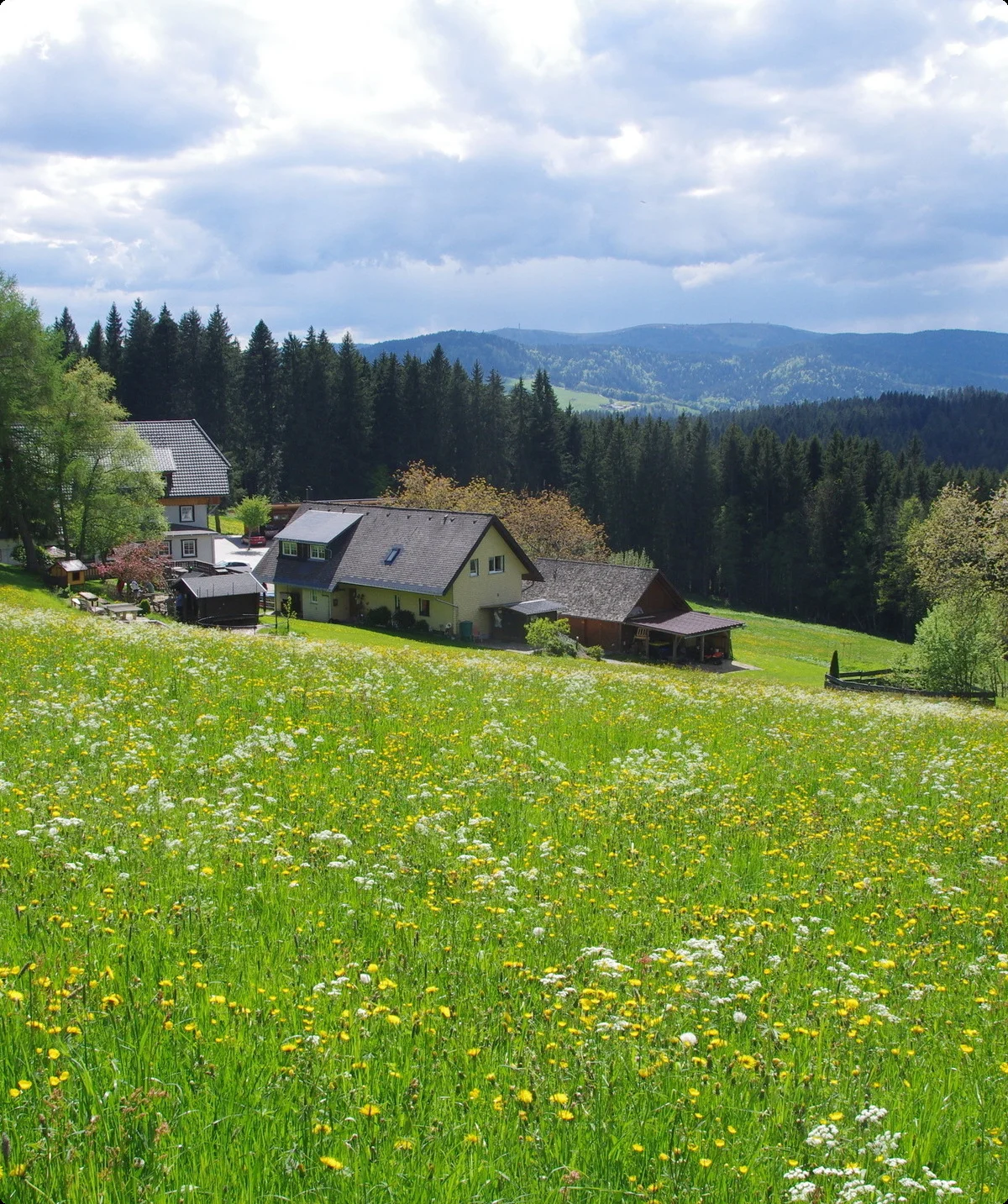 Schwarzwald Süd | © Toni Putz