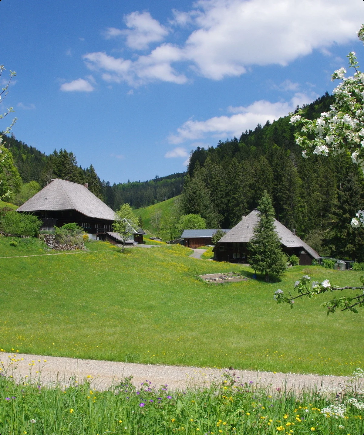 Schwarzwald Süd | © Toni Putz