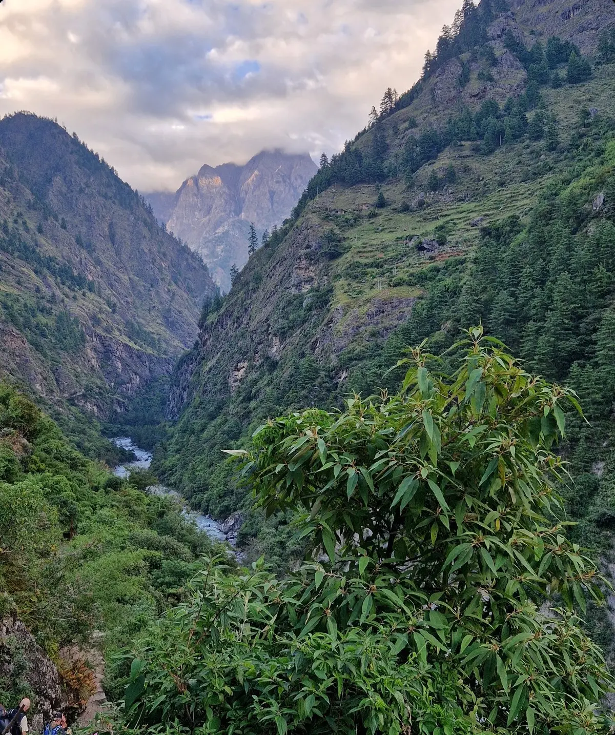 suptropische Vegetation | © Marit Möhwald